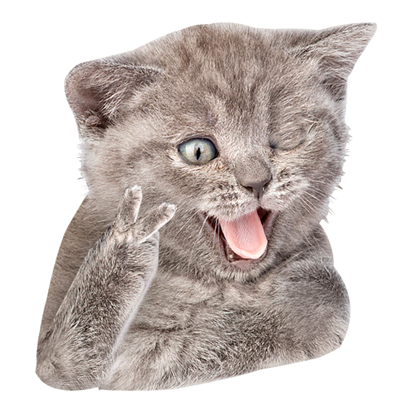 Котики разноцветные