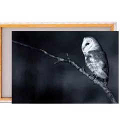 Картина / Холст - White Owl