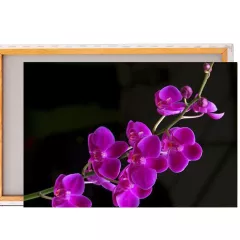 Картина / Холст - Орхидея