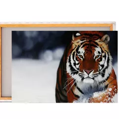 Картина / Холст - Бенгальский тигр